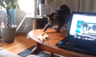 0cf448c1d9185532.gif