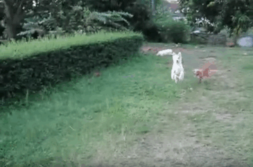 1bc23d715e185529.gif