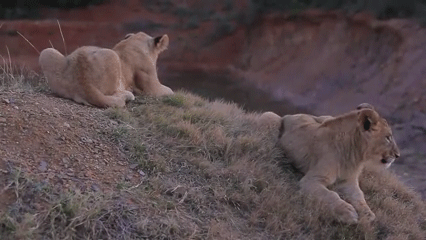 43cf4589e1185533.gif
