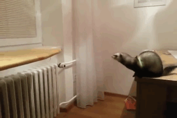 a4f246e533185534.gif
