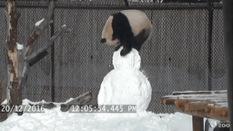 cba69d17e8185536.gif
