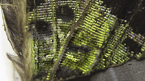 963497797_751700061209873.gif