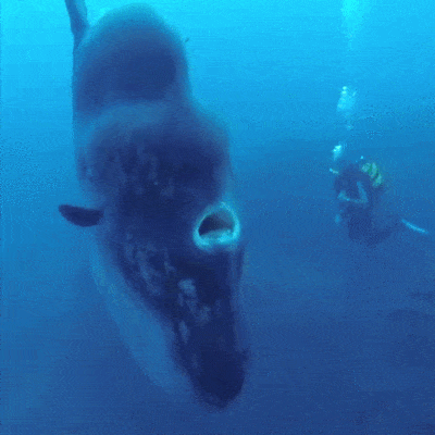 1428013264_1190031145300914.gif