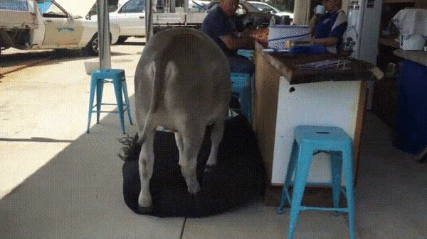 1472865863_81910139755095.gif