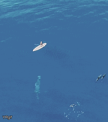 1839212780_238689190027202.gif