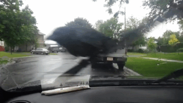 1873943063_263593220015897.gif