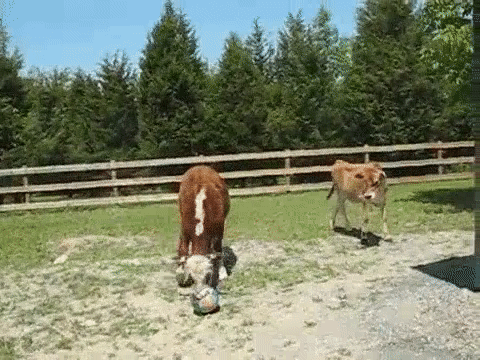 382497045_951910201211161.gif