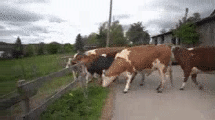 81887928_319101784539405.gif