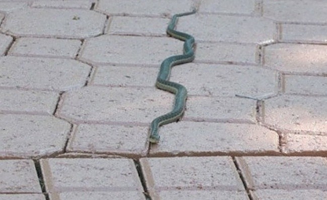 89880961_1603002335836159.jpg