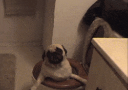 1428360132_1945018911000983.gif