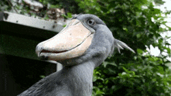 1503241306_1647097110025855.gif