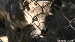 1506808733_411001383283199.gif