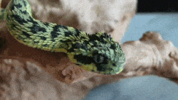 186995068_1284611001550072.gif