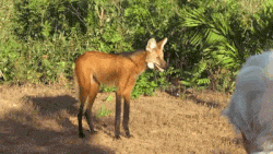 1910053402_1307411002029868.gif