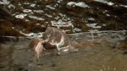 1940374880_1518110018669704.gif