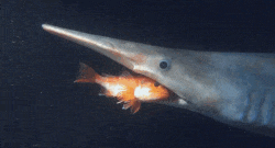 2073357405_1574618110017456.gif