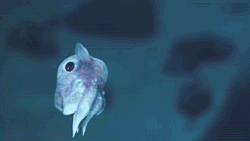 2124795249_1711001614529149.gif