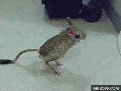 220146552_1110015714253792.gif
