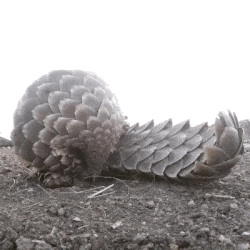 22536413_1971100121620218.gif