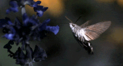256742747_1301431100186761.gif