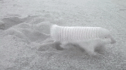 302818915_1110023418717172.gif