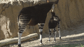 361642579_819727110021199.gif