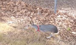 516365598_320923911002196.gif