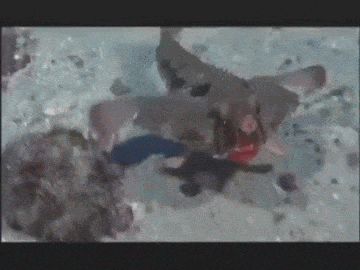 93846069_1618463411002371.gif