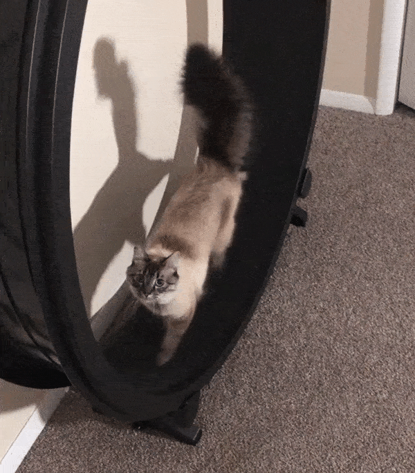 1032244917_21191043684288.gif