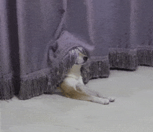 1293222101_1850600298712850.gif