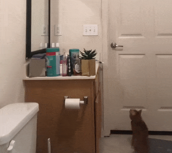 1782177757_2093564619104531.gif