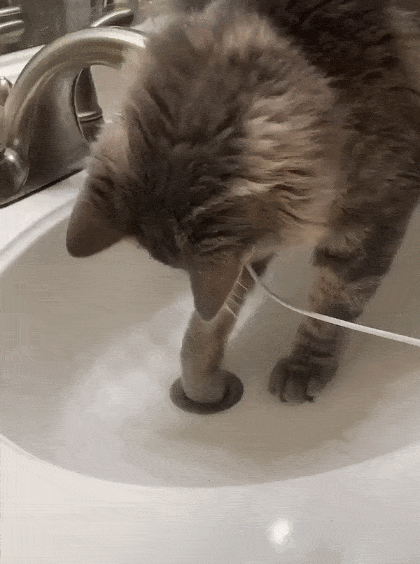 774595609_992262519104764.gif